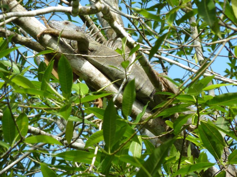 Sich sonnender Leguan