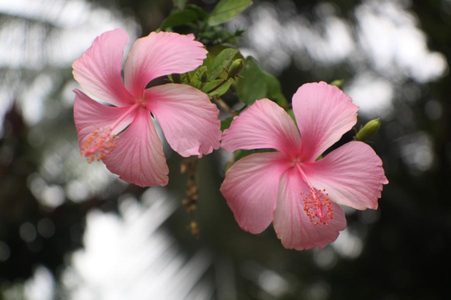 Hibiskus schmückt die Gärten der Bewohner.