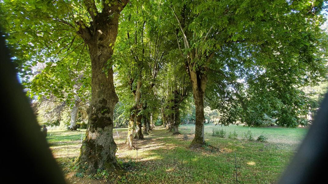 Parkallee im Chateaugelände