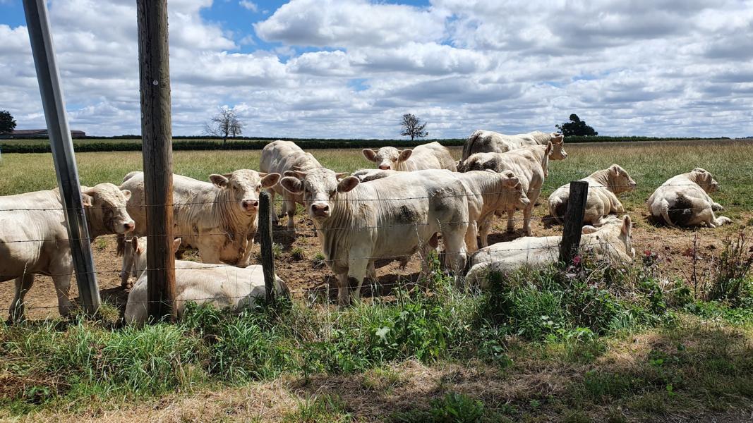 Diese Charolais-Rinder liefern das Fleisch für die schmackhaften Steaks.