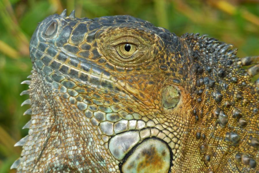 Imposante Struktur der Hornschuppen an diesem Leguan.