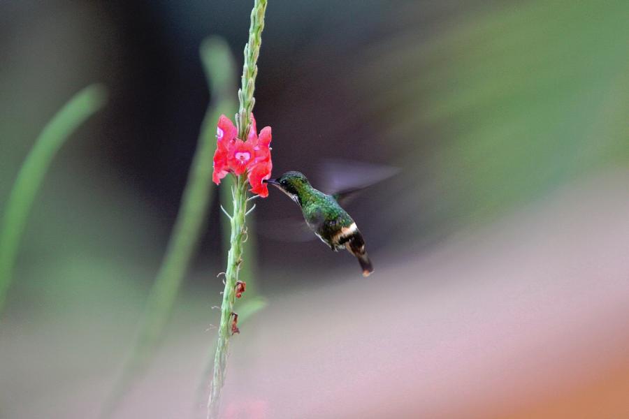 Weitaus scheuer waren die Kolibris, wenn man sie fotografieren wollte.