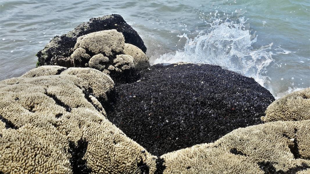 Schwarze Miesmuscheln am Strand Pyla sur Mer