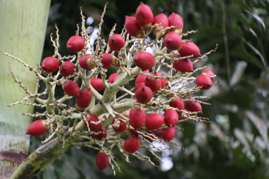Palmenfrüchte