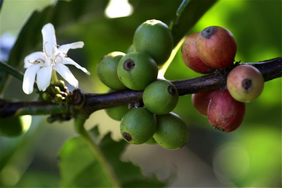 Kaffeeblüte und -früchte unterschiedlichsten Reifegrades.