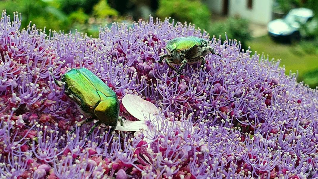 Rosenkäfer auf Hortensien