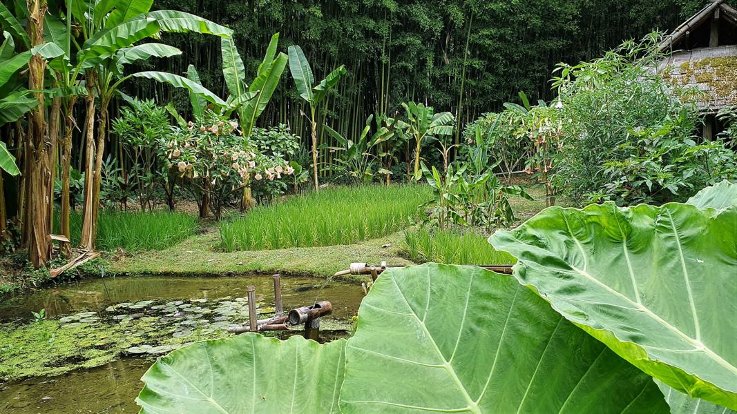 Gartenanlage im laotischen Dorf