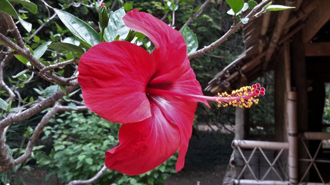Hibiskus