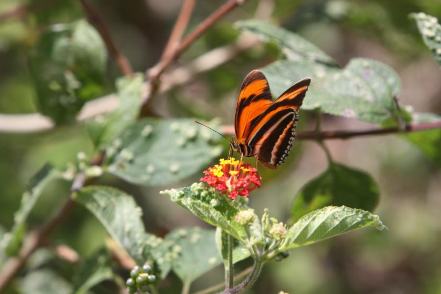Gebänderter Orangefalter