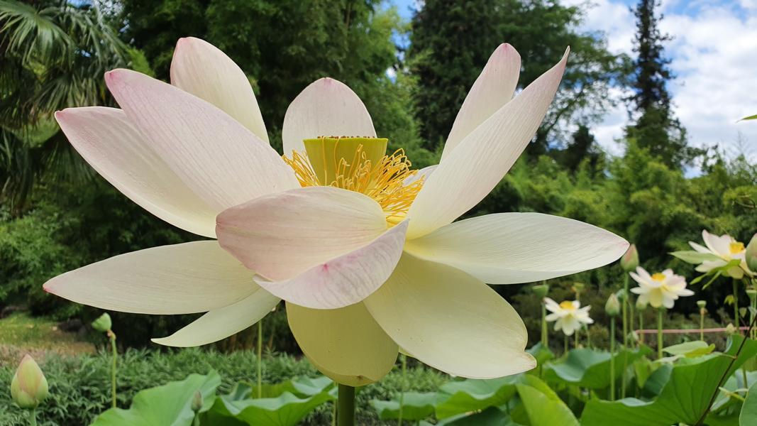 Lotusblüte
