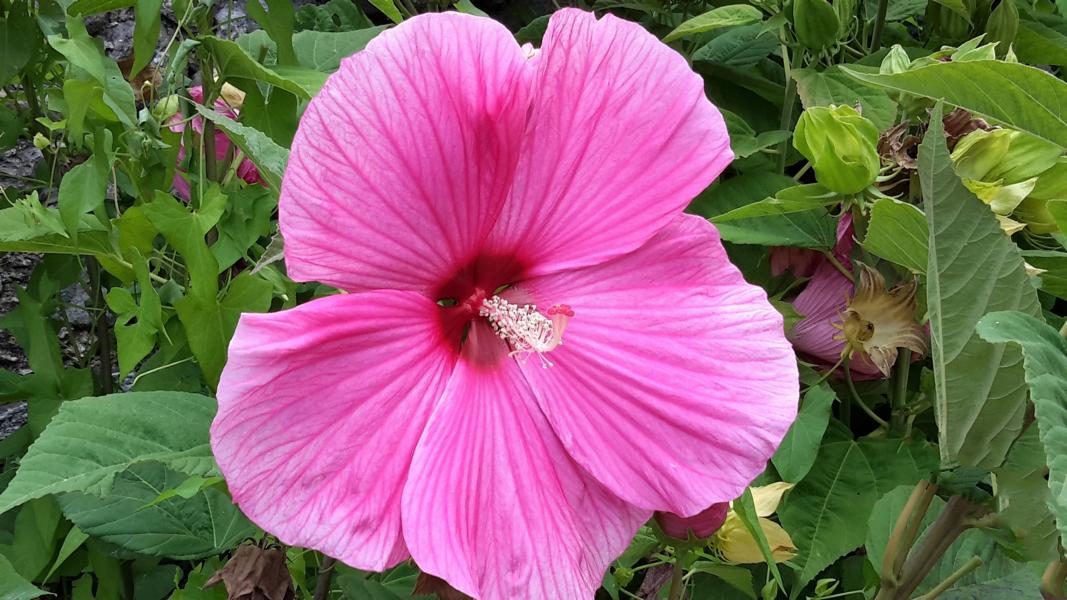 Hibiskusblüte