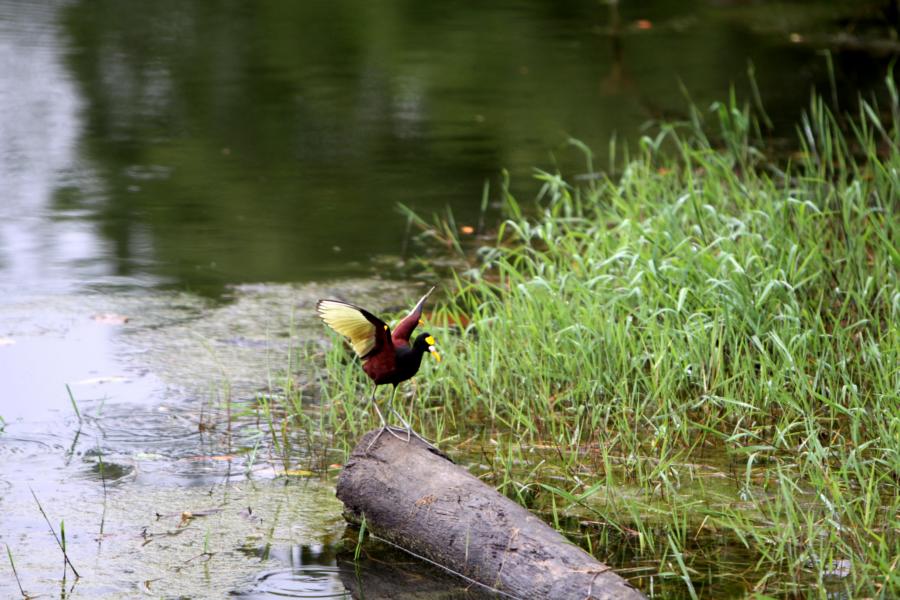Bei einer Rast am See erblickten wir ein Gelbstirn-Blatthühnchen, das seine Nahrung von den Schwimmblättern der Wasserpflanzen entnahm.