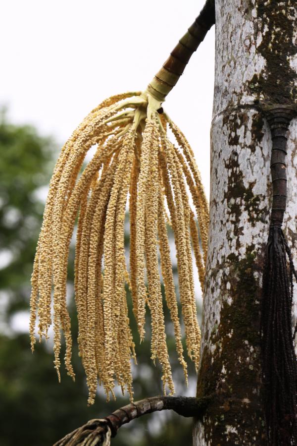 Blühende Palme