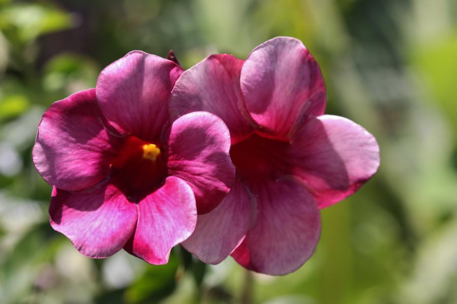 Zwillingsblüte