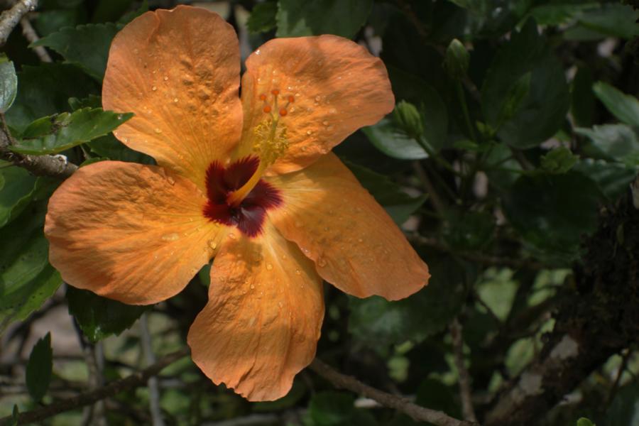 Hibiskus