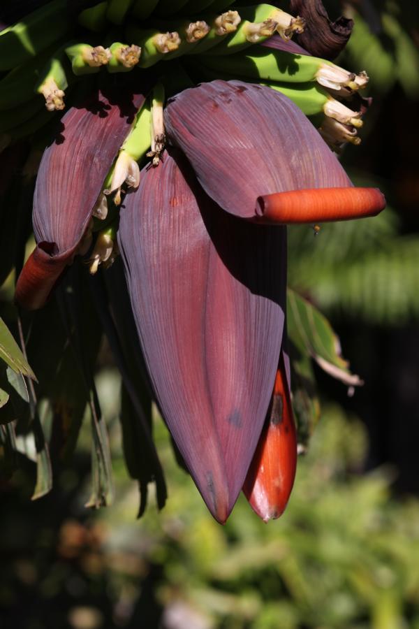 Immer wieder schön: Bananenblüte.