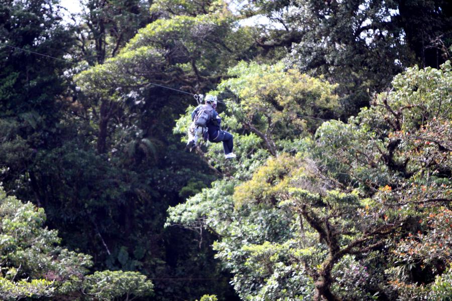 Junge mutige Touristen nutzen das Angebot von Canopytouren im hiesigen Regenwald. An starken Drahtseilen rutschen sie von einer zur anderen Plattform, die an hohen Bäumen angebracht ist. Bei Umweltschützern ist dies eine umstrittene Sportart.