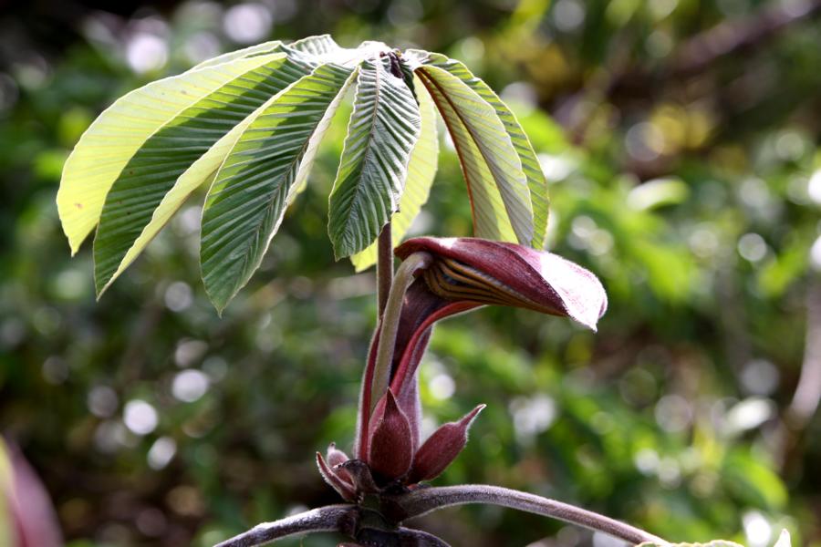 Entfaltetes Blatt des Ameisenbaumes.
