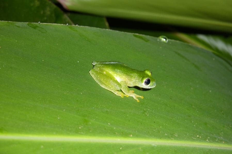 Sehr gut getarnter Frosch.