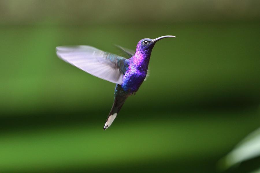 Der zu den Kolibris gehörende Violettdegenflügel besucht röhrenförmige Blüten, in denen Nektar vorhanden ist, den er mit seiner langen Zunge aufleckt. 