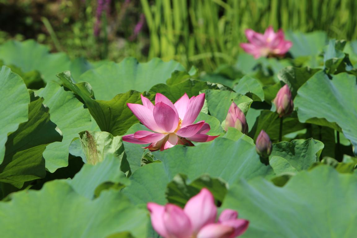 Jardin Zen
