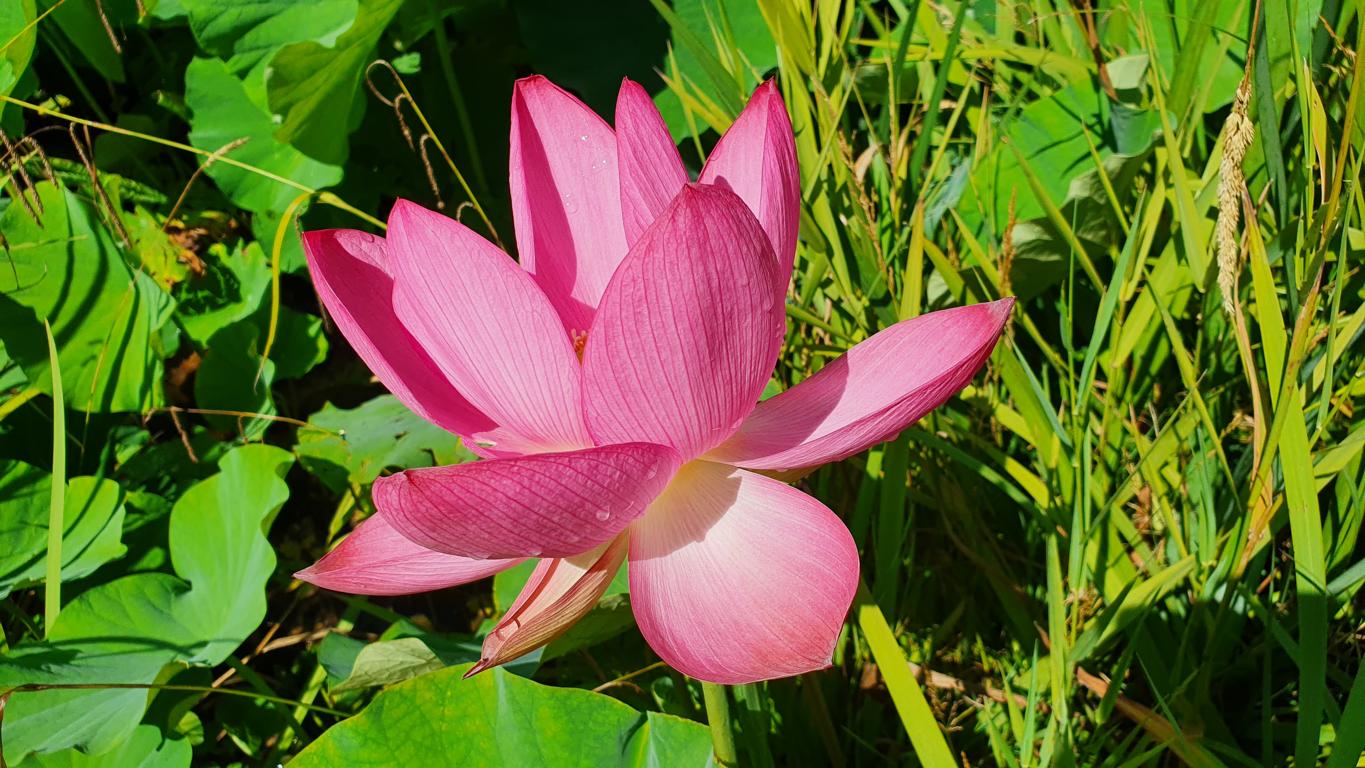 Jardin Zen