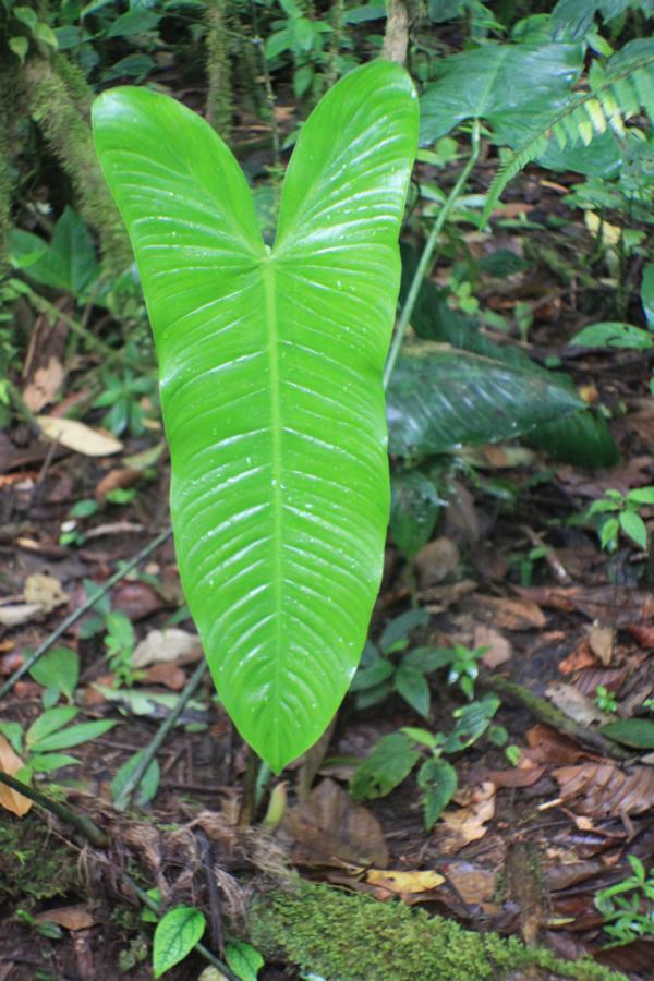 Giftgrünes Blatt einer Philodendronpflanze.
