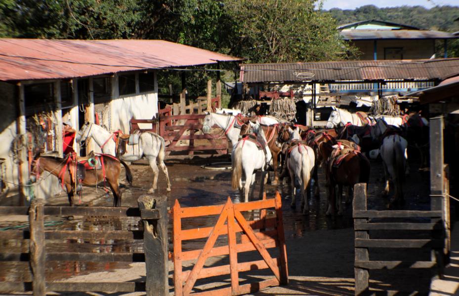 Die  Hacienda Guachipelin verfügt über zahlreiche Reitpferde, die man mieten kann. 