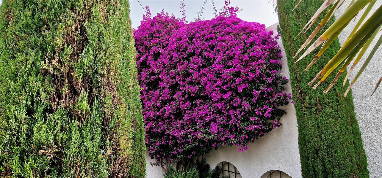 Die Vegetation in den Hausgärten zeugt von liebevoller Pflege.
