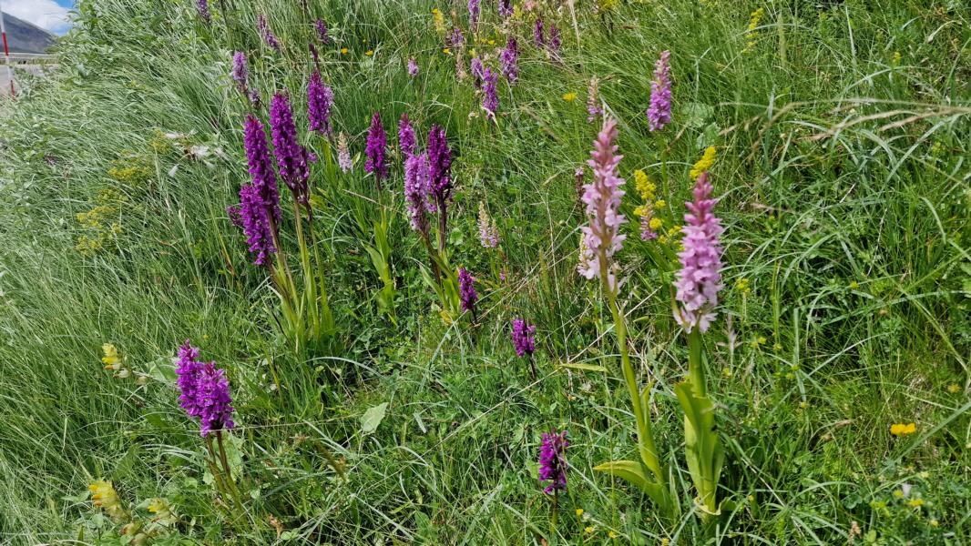 Orchideen