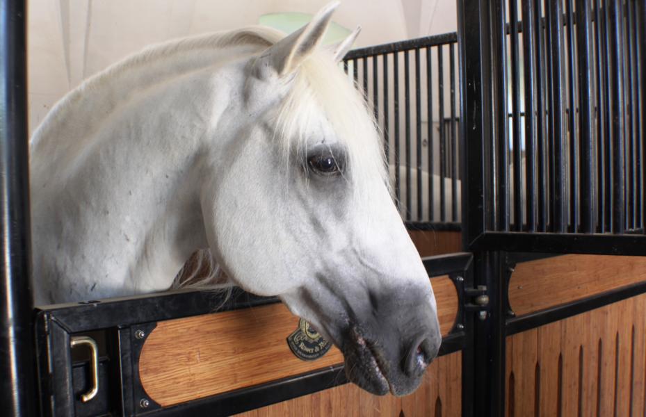 Der Lipizzaner ist ein ausgeglichenes, elegantes und reinrassiges Pferd.