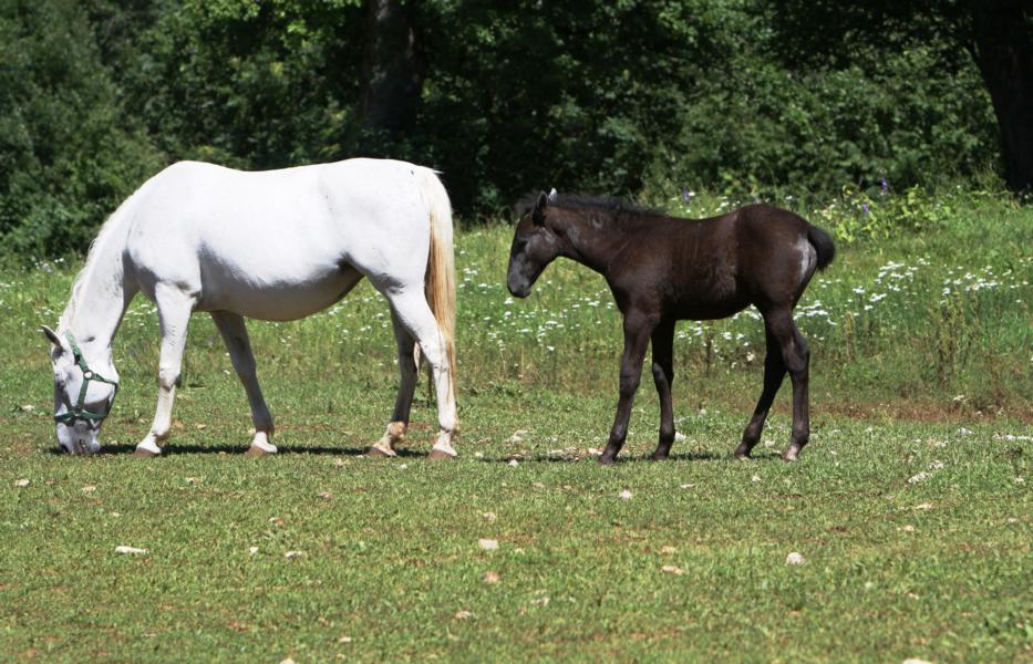 Der Lipizzaner ist ein Pferd mit einem lebhaften Temperament, es hat aber auch einen wohlwollenden Charakter, der sich durch seine Lernfähigkeit, den Arbeitswillen und die Kooperationsbereitschaft auszeichnet. 