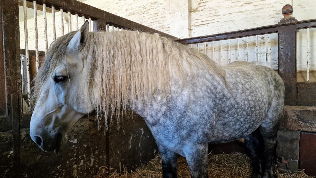 Percheron