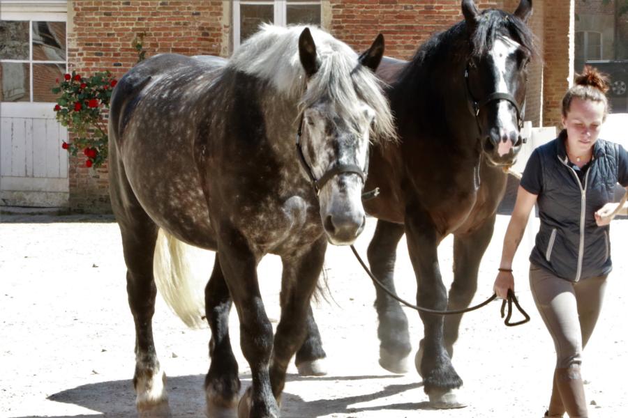 Percheron