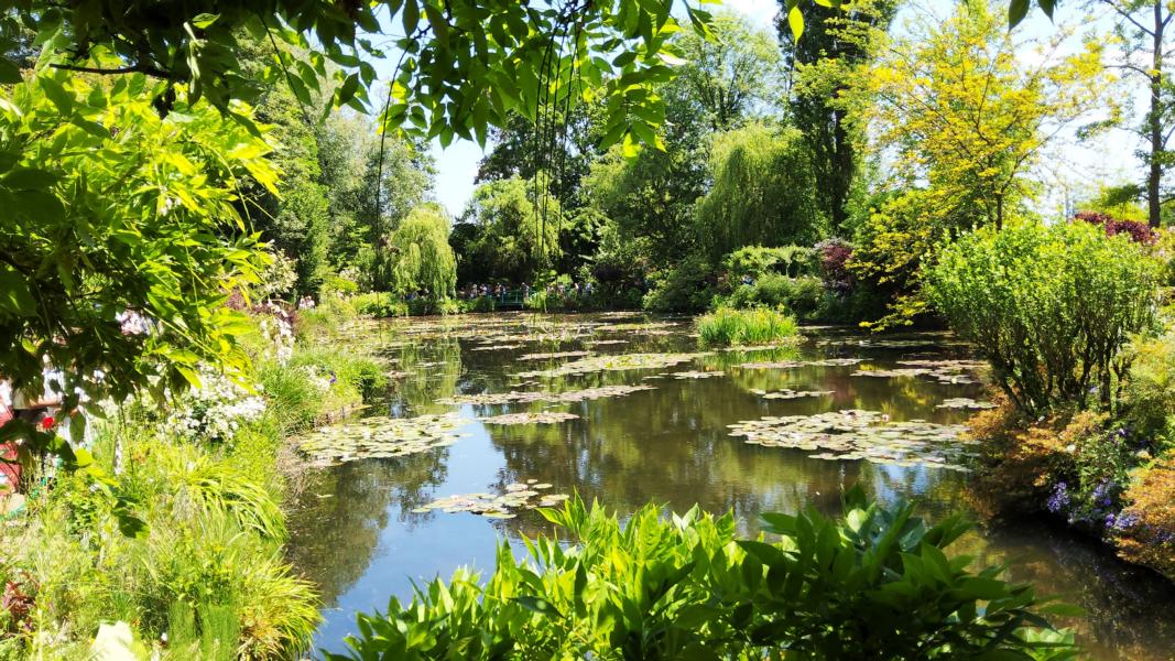 Seerosenteich im Wassergarten