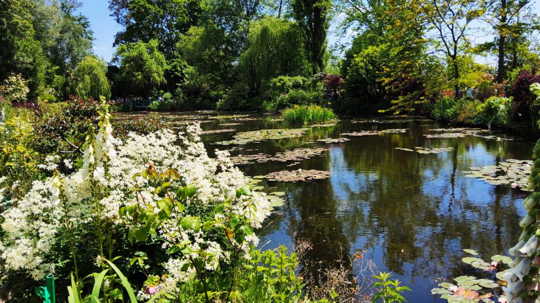 Seerosenteich
