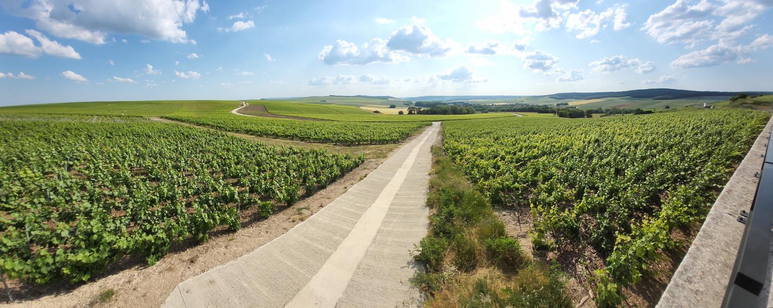 Weinanbaugebiet in der Champagne