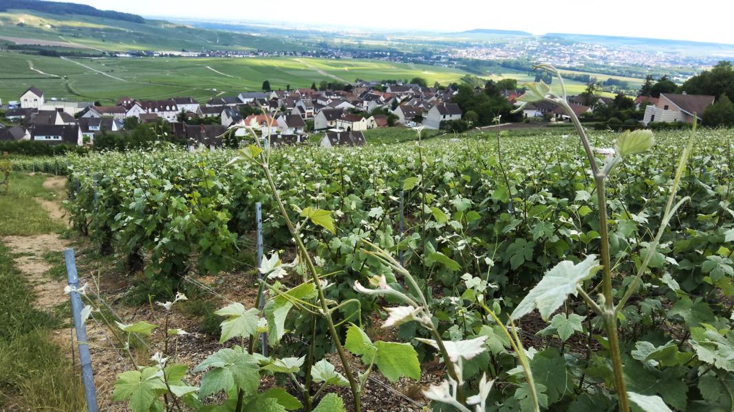 Hautvillers
