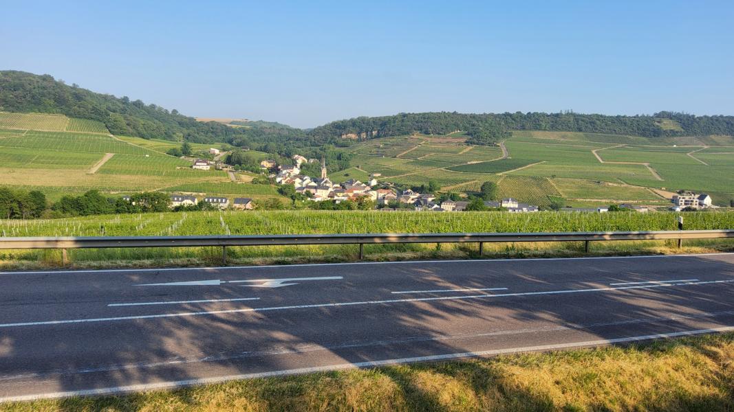 Weinberge an der Mosel