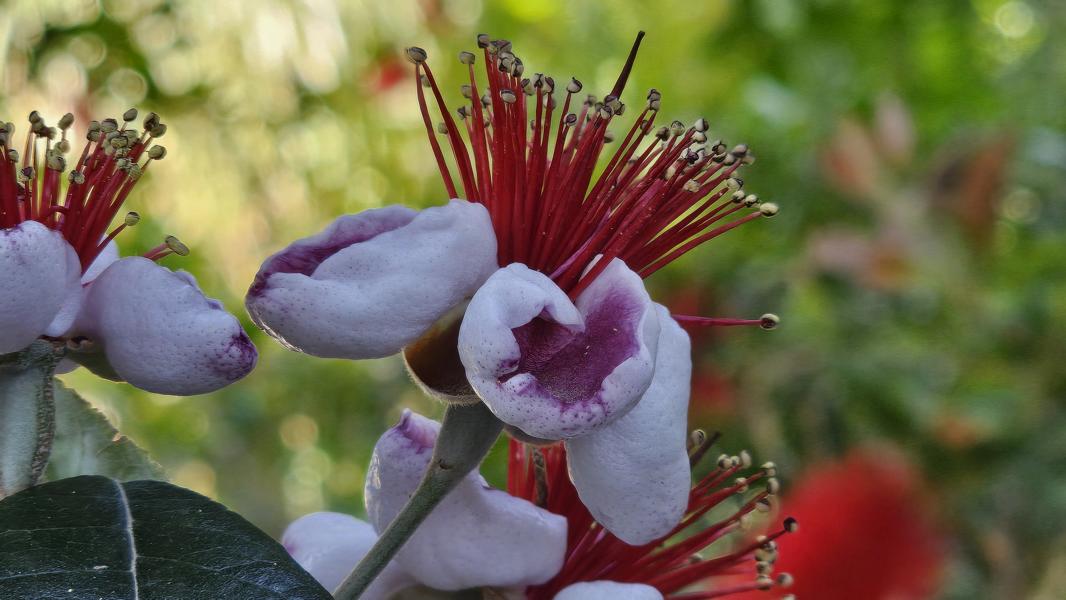 Die Pflanze ist als Feijoa bekannt, auch Pineapple Guava genannt. Sie ist erkennbar an ihren markanten roten Staubblättern und den lila-weißen Blütenblättern. Feijoas sind nicht nur für ihre attraktiven Blüten bekannt, sondern auch für ihre essbaren Früchte, die einen exotischen Geschmack haben.