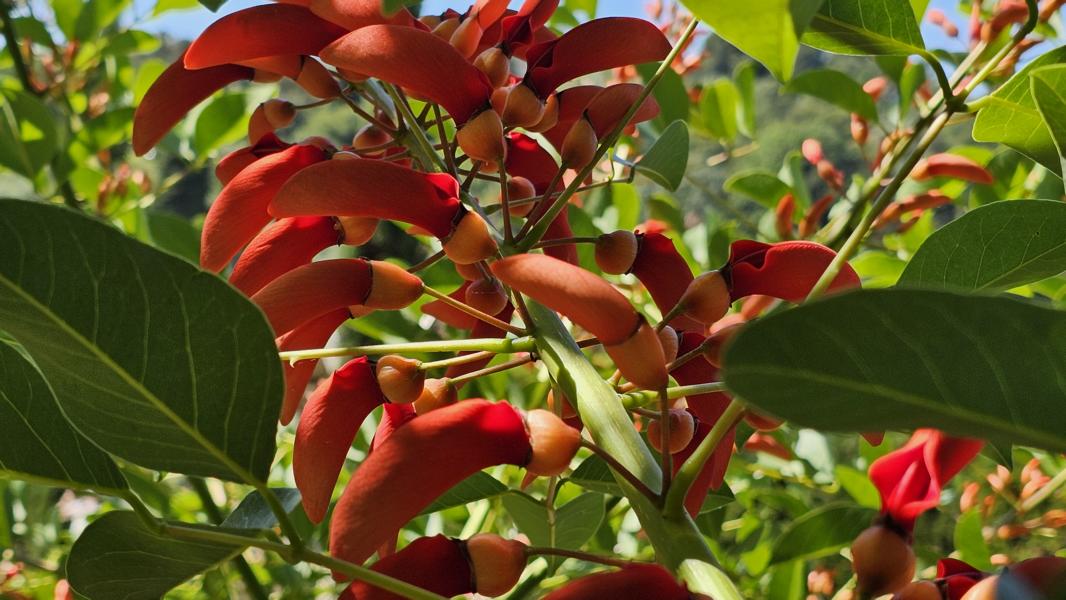 Die leuchtend roten, schmetterlingsförmigen Blüten gehören zum Korallenbaum. Diese Bäume sind für ihre auffälligen Blüten bekannt, die in ihrer Form an Schmetterlinge erinnern.