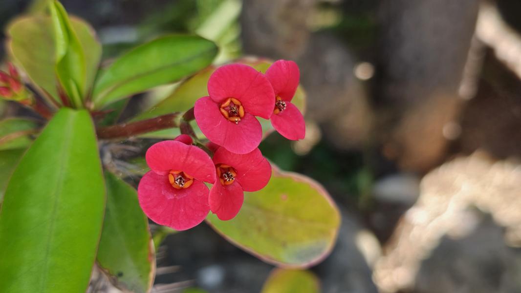 Die Euphorbia milii, auch bekannt als Christusdorn, ist für ihre leuchtend roten Blüten bekannt, die von grünen Blättern mit roten Tönen umgeben sind. Alle Teile der Pflanze sind giftig und der Kontakt mit dem Pflanzensaft kann Hautirritationen verursachen.