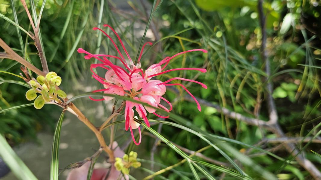 Grevilleas sind für ihre einzigartigen und attraktiven Blüten bekannt und werden oft in Gärten wegen ihrer Schönheit und Anziehungskraft auf Vögel und Insekten gepflanzt. 