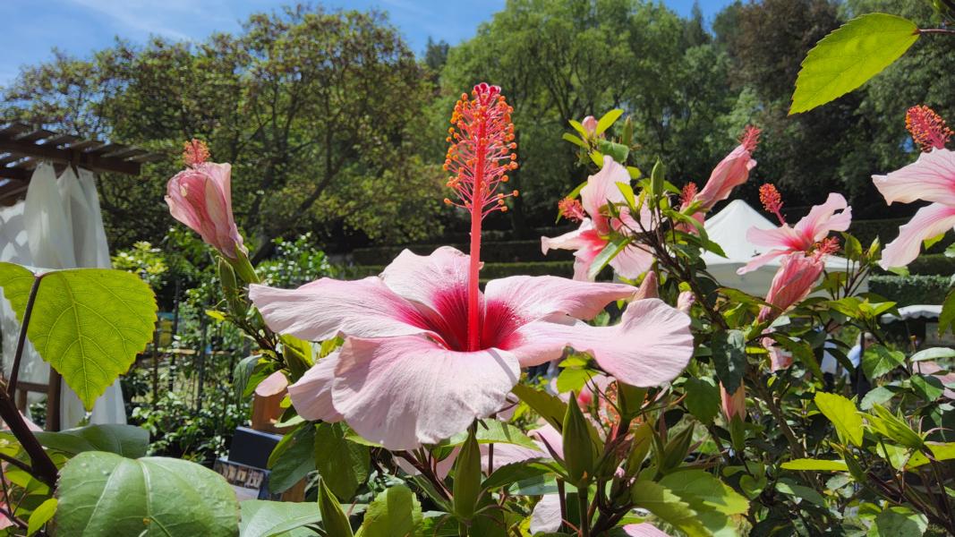 Hibiscus