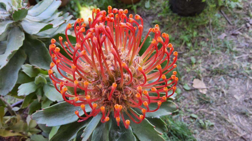 Protea