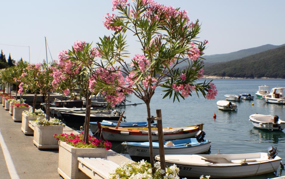 Auch in Kübeln gedeiht der Oleander prächtig und verschönert die Hafenpromenade.