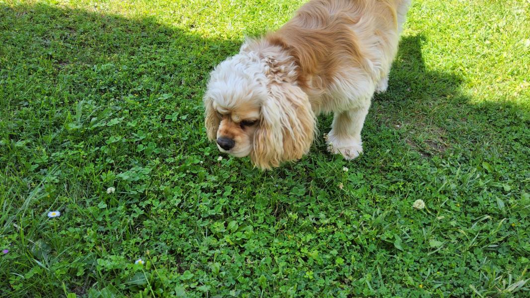 Unser ständiger Begleiter - ein wunderschöner Haushund