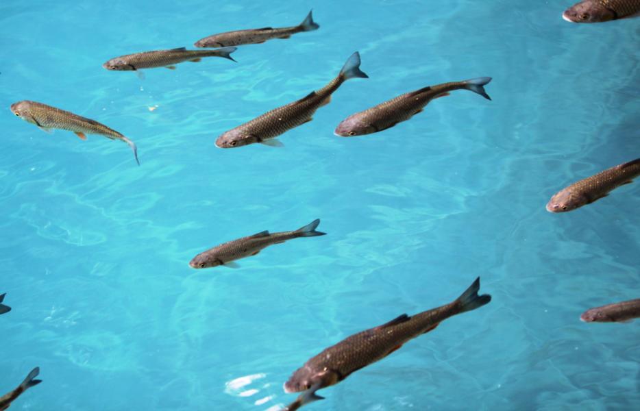 Der Fischreichtum in den glasklaren Gewässern ist sehr groß.
