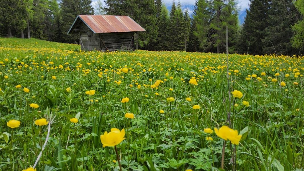 Trollblumenwiese
