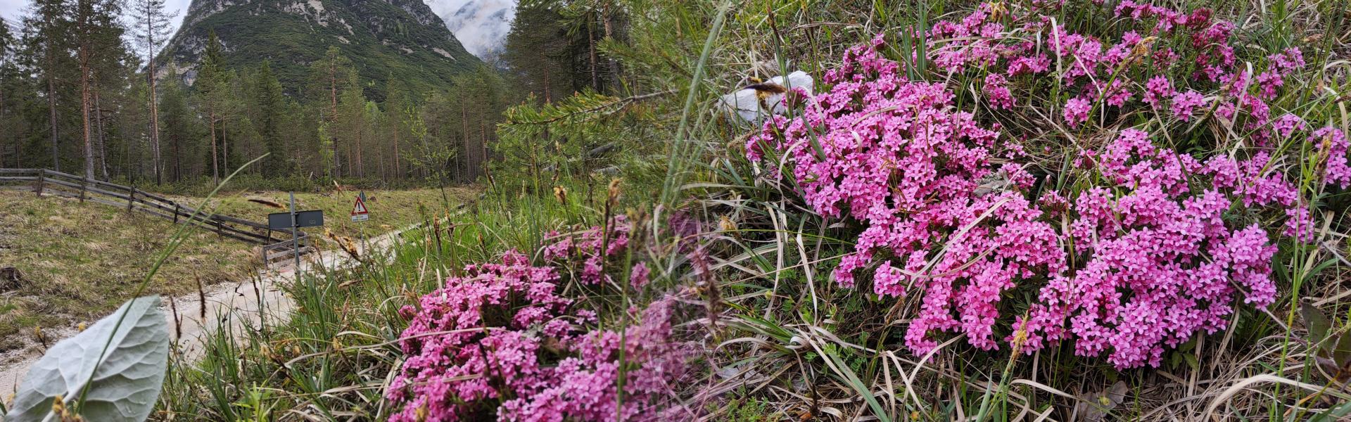 Alpen-Leimkraut